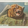 Teeth of a bat