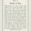 Teeth of a bat