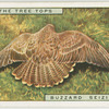 Buzzard seizing prey
