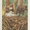 Buzzards and family