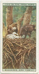 Buzzards and family