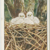 Young buzzards