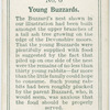 Young buzzards