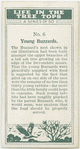 Young buzzards