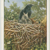 Carrion crow and young