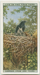 Carrion crow and young