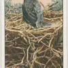 Young crow