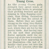 Young crow