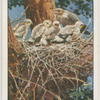 Sparrow-hawk and family