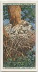 Sparrow-hawk and family