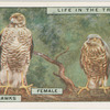Sparrow-hawks. Female. Male