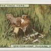 Sparrow-hawk plucking her quarry