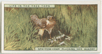 Sparrow-hawk plucking her quarry