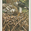 Arrival of sparrow-hawk with rations