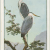 Early spring in the heronry