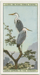 Early spring in the heronry