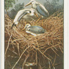 Heron's nest and occupants