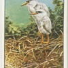 Young herons at home