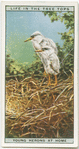 Young herons at home