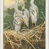 Young herons await their parent