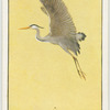 Return of the parent heron