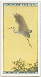 Return of the parent heron