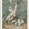 Young herons awaiting the meal