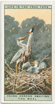 Young herons awaiting the meal