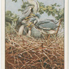 Heron family, feeding time
