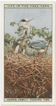 Heron family, feeding time