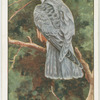 Male hobby