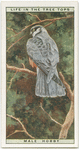 Male hobby