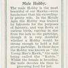 Male hobby