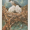 Female hobby at nest