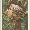Jay feeding young