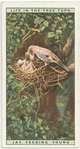 Jay feeding young