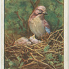 Male jay at nest