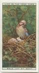 Male jay at nest