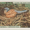 Male kestrel brooding