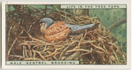 Male kestrel brooding