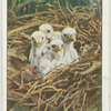 Young kestrels