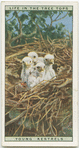 Young kestrels