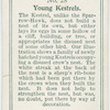 Young kestrels
