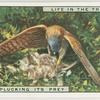 Kestrel plucking its prey