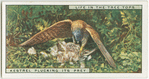 Kestrel plucking its prey