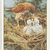 Kestrel with food for family