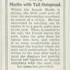 Merlin with tail outspread