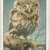 Little owl