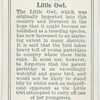 Little owl