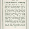 Long-eared owl brooding